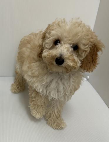 トイプードル