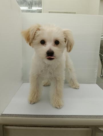 秋田県のハーフ犬・ミックス犬 (ペットアミ 本荘インター店/2025年10月20日生まれ/男の子/アプリコット)の子犬