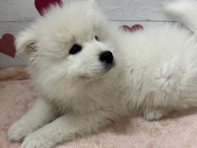 サモエド子犬