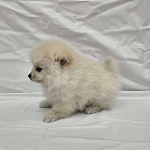 大阪府のポメラニアン (NICO PET Select 和泉中央店/2025年12月6日生まれ/男の子/クリーム)の子犬の4枚目の画像