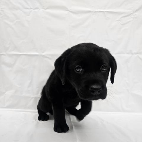 ラブラドールレトリーバー