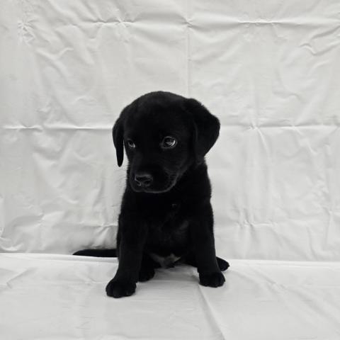 ラブラドールレトリーバー