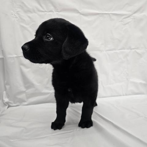 ラブラドールレトリーバー