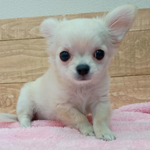 チワワ(ロングコート)