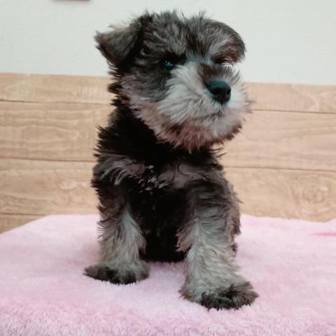 ミニチュアシュナウザー