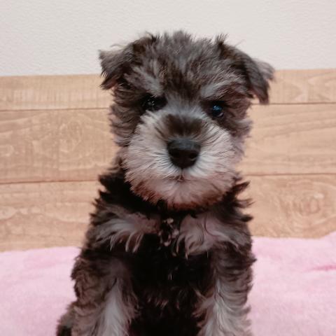 ミニチュアシュナウザー