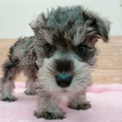 ミニチュアシュナウザー