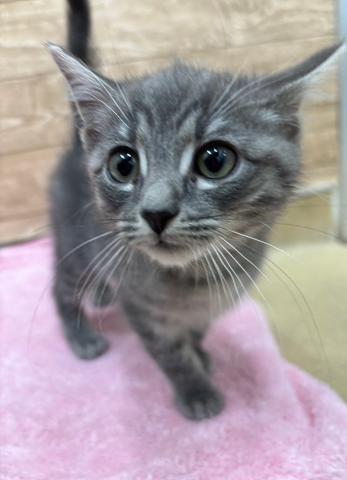 MIX（雑種）ネヴァマスカレード×マンチカン