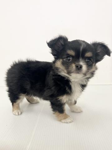 新潟県のチワワ(ロング) (ペットアミ 新発田店/2025年12月18日生まれ/男の子/ブラックタンホワイト)の子犬の2枚目の画像