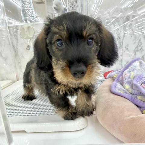 埼玉県のミニチュアダックスフンド(ワイヤー) (NICO PET 三郷店/2025年12月25日生まれ/男の子/ワイルドボアー)の子犬の3枚目の画像