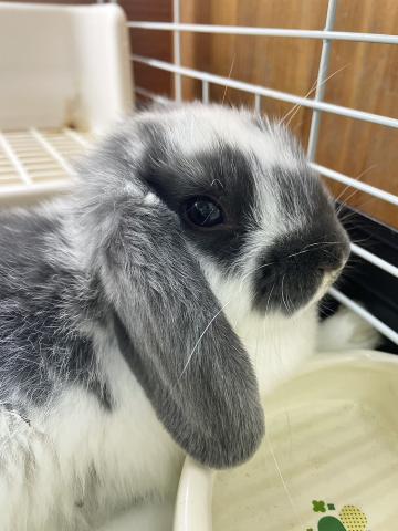 ドワーフロップ