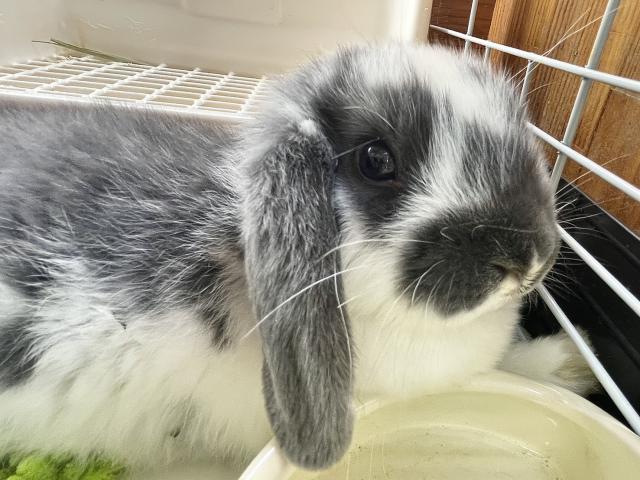 ドワーフロップ