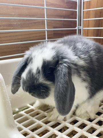 ドワーフロップ