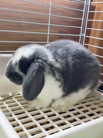 ドワーフロップ