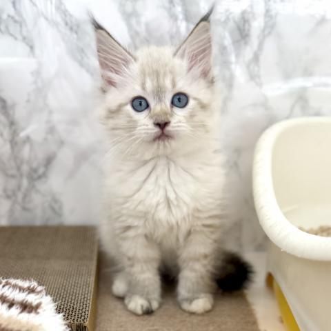 埼玉県のネヴァマスカレード (NICO PET 三郷店/2025年12月28日生まれ/女の子/シールリンクスポイント)の子猫の4枚目の画像