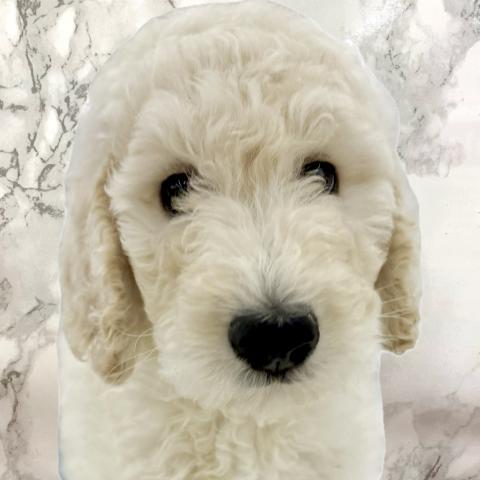 スタンダードプードル