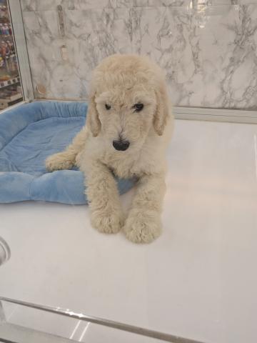 スタンダードプードル