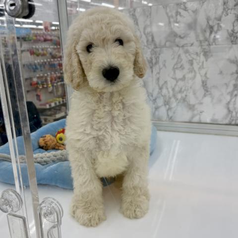 スタンダードプードル