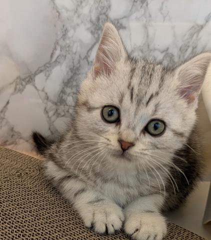 アメリカンショートヘアー