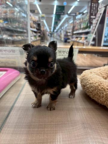 チワワ（ロングコート）