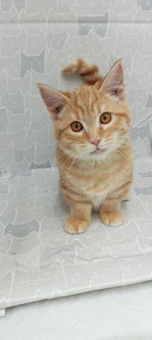 富山県のマンチカン (ペットアミ宮野店/2025年11月14日生まれ/男の子/レッドマッカレルタビー)の子猫の2枚目の画像