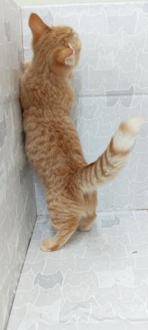 富山県のマンチカン (ペットアミ宮野店/2025年11月14日生まれ/男の子/レッドマッカレルタビー)の子猫の4枚目の画像