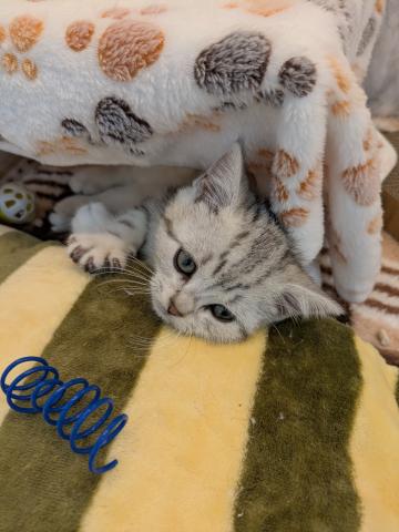 埼玉県のアメリカンショートヘアー (NICO PET 三郷店/2026年1月1日生まれ/男の子/シルバータビー)の子猫の3枚目の画像