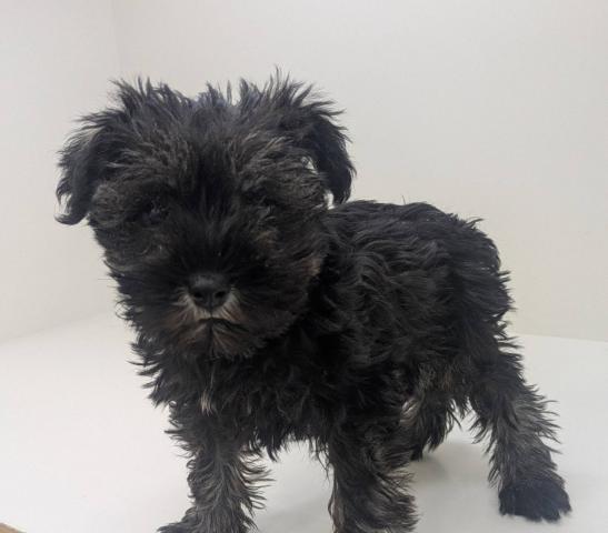 奈良県のミニチュアシュナウザー (ペットアミ 田原本店/2025年11月8日生まれ/女の子/ソルトペッパー)の子犬の2枚目の画像