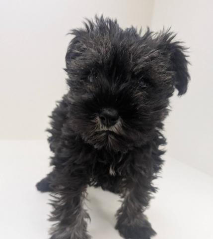 奈良県のミニチュアシュナウザー (ペットアミ 田原本店/2025年11月8日生まれ/女の子/ソルトペッパー)の子犬の3枚目の画像