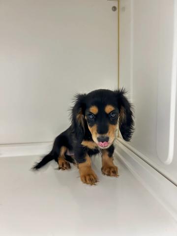 奈良県のミニチュアダックスフンド(ロング) (ペットアミ 田原本店/2025年11月1日生まれ/女の子/ブラックタン)の子犬の2枚目の画像