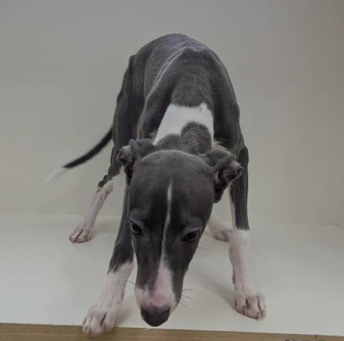 イタリアングレーハウンド