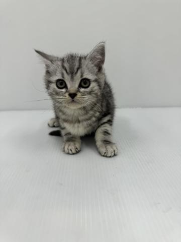 アメリカンショートヘアー