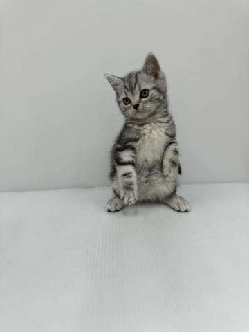 アメリカンショートヘアー