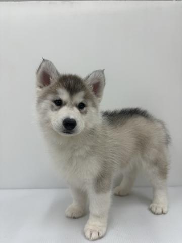 シベリアンハスキー