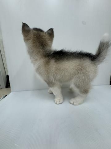 シベリアンハスキー