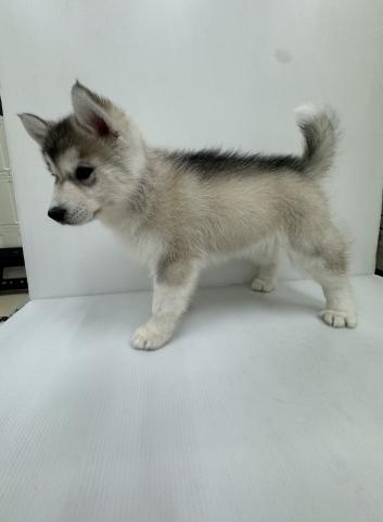 シベリアンハスキー