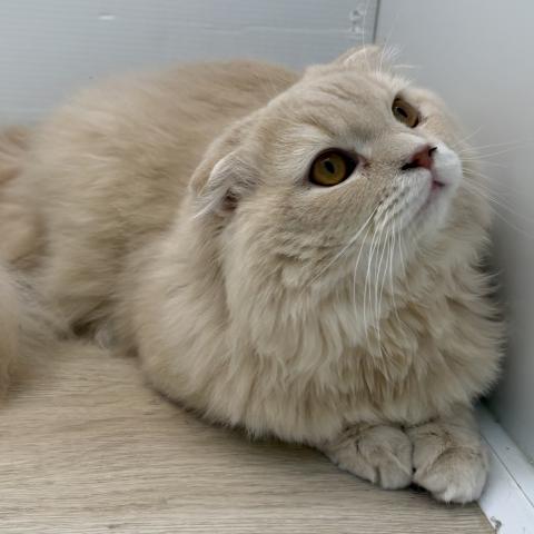 石川県のスコティッシュフォールド (ペットアミ 津幡店/2025年7月5日生まれ/男の子/クリーム)の子猫の2枚目の画像