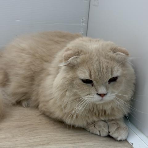 石川県のスコティッシュフォールド (ペットアミ 津幡店/2025年7月5日生まれ/男の子/クリーム)の子猫の3枚目の画像