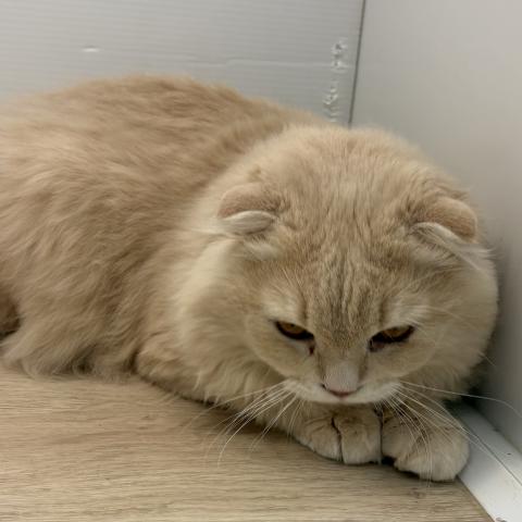 石川県のスコティッシュフォールド (ペットアミ 津幡店/2025年7月5日生まれ/男の子/クリーム)の子猫の4枚目の画像