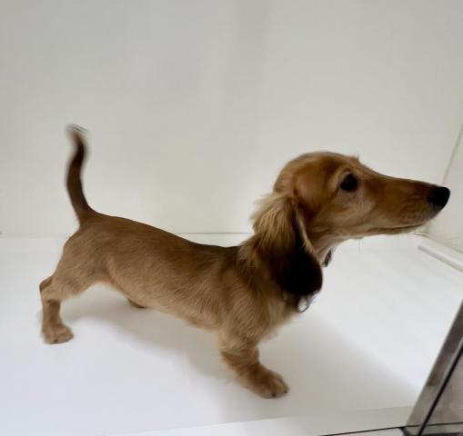 ミニチュアダックスフンド