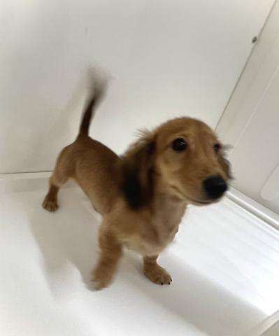 ミニチュアダックスフンド