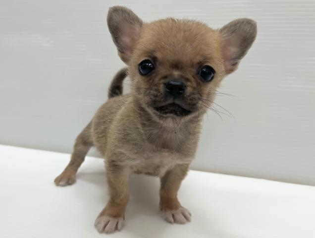 チワワ（スムースコート）