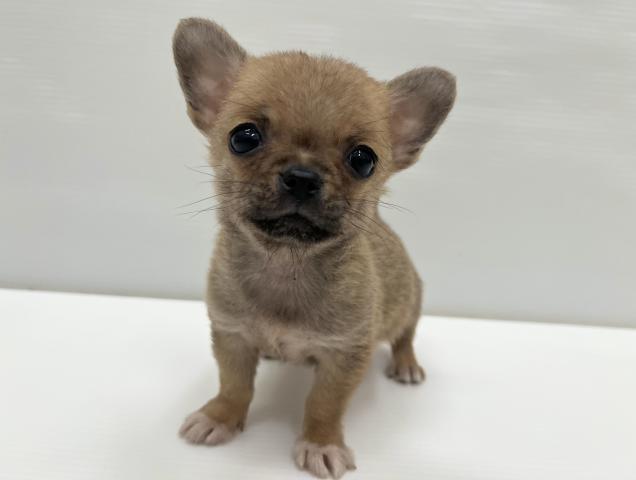 チワワ（スムースコート）