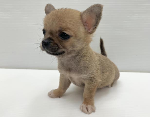 チワワ（スムースコート）