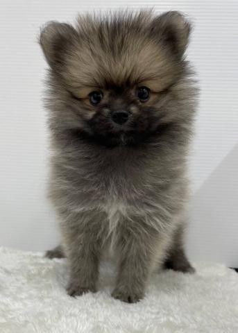 犬ハーフ(ポメラニアン×スピッツ)