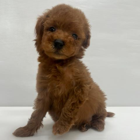和歌山県のトイプードル(トイ) (ペットアミ 岩出店/2026年10月31日生まれ/男の子/レッド)の子犬の3枚目の画像