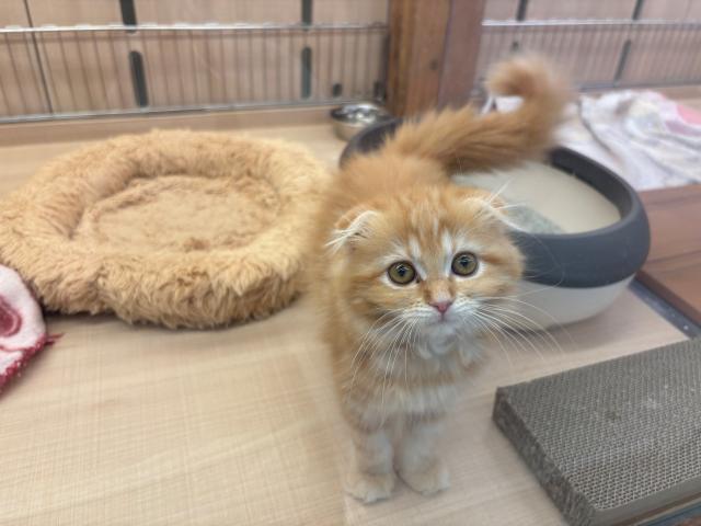 スコティッシュフォールド