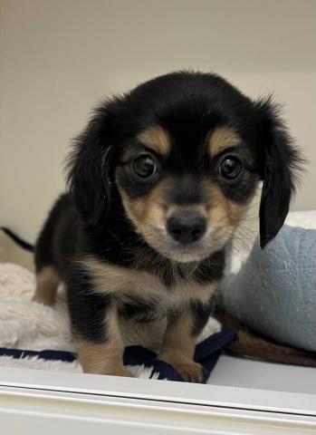 ハーフ犬(ミニチュアダックス×チワワ)