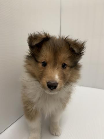 シェットランドシープドッグ