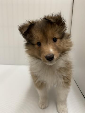 シェットランドシープドッグ